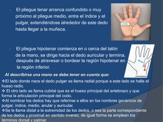 • El pliegue tenar arranca confundido o muy
próximo al pliegue medio, entre el índice y el
pulgar, extendiéndose alrededor de este dedo
hasta llegar a la muñeca.
• El pliegue hipotenar comienza en o cerca del talón
de la mano, se dirige hacia el dedo auricular y termina,
después de atravesar o bordear la región hipotenar en
la región inferior.
Al describirse una mano se debe tener en cuenta que:
El lado donde nace el dedo pulgar se llama radial porque a este lado se halla el
hueso radio.
 El otro lado se llama cubital que es el hueso principal del antebrazo y que
forma la articulación principal del codo.
Al nombrar los dedos hay que referirse a ellos en los nombres genéricos de
pulgar, índice, medio, anular y auricular.
Se le llama distal a la extremidad de los dedos, o sea la parte correspondiente
de los dedos y proximal en sentido inverso, de igual forma se emplean los
términos dorsal y palmar.
 