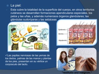 La piel:
• Esta cubre la totalidad de la superficie del cuerpo, en otros territorios
cutáneos se desarrollan formaciones apendiculares especiales, los
pelos y las uñas, y además numerosos órganos glandulares; las
glándulas sudoríparas y las sebáceas
Las papilas nerviosas de las yemas de
los dedos, palmas de las manos y plantas
de los pies, presentan en su vértice un
corpúsculo del tacto.
"restitutio and integrum."
 