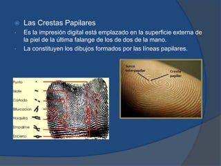  Las Crestas Papilares
• Es la impresión digital está emplazado en la superficie externa de
la piel de la última falange de los de dos de la mano.
• La constituyen los dibujos formados por las líneas papilares.
 