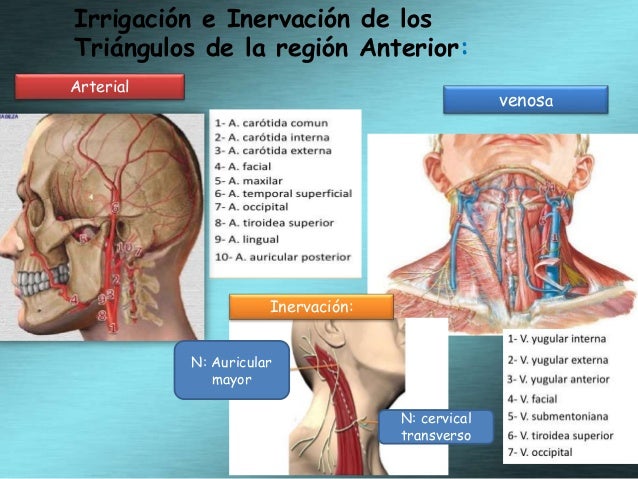 anatomia del cuello