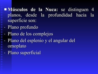 Músculos de la Nuca:  se distinguen 4 planos, desde la profundidad hacia la superficie son: Plano profundo Plano de los complejos Plano del esplenio y el angular del omoplato Plano superficial 