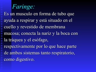 Faringe: Es un musculo en forma de tubo que  ayuda a respirar y está situado en el  cuello y revestido de membrana  mucosa; conecta la nariz y la boca con la tráquea y el esófago,  respectivamente por lo que hace parte  de ambos sistemas tanto respiratorio,  como digestivo. 