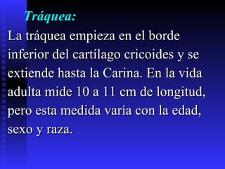 Tráquea: La tráquea empieza en el borde  inferior del cartílago cricoides y se  extiende hasta la Carina. En la vida  adulta mide 10 a 11 cm de longitud,  pero esta medida varía con la edad,  sexo y raza.  