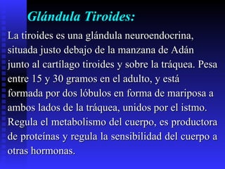 Glándula Tiroides: La tiroides es una glándula neuroendocrina,  situada justo debajo de la manzana de Adán  junto al cartílago tiroides y sobre la tráquea. Pesa  entre 15 y 30 gramos en el adulto, y está  formada por dos lóbulos en forma de mariposa a  ambos lados de la tráquea, unidos por el istmo.  Regula el metabolismo del cuerpo, es productora  de proteínas y regula la sensibilidad del cuerpo a  otras hormonas. 