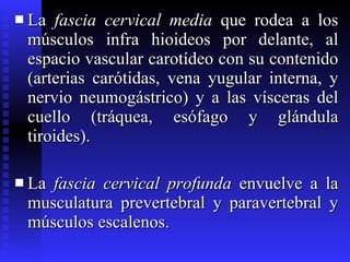 La  fascia cervical media  que rodea a los músculos infra hioideos por delante, al espacio vascular carotídeo con su contenido (arterias carótidas, vena yugular interna, y nervio neumogástrico) y a las vísceras del cuello (tráquea, esófago y glándula tiroides). La  fascia cervical profunda  envuelve a la musculatura prevertebral y paravertebral y músculos escalenos.  