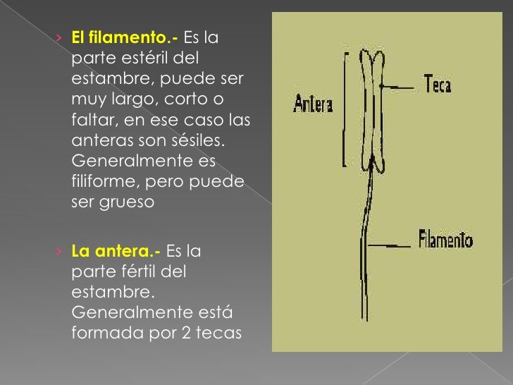 diapositivas de la flor