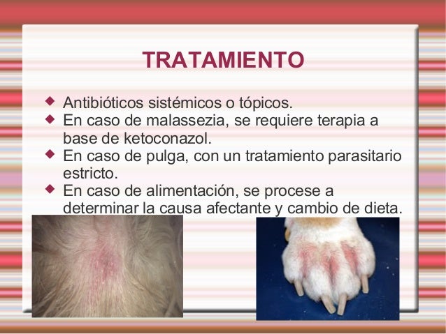 Dermatitis En Caninos Y Felinos