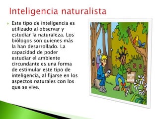  Este tipo de inteligencia es
utilizado al observar y
estudiar la naturaleza. Los
biólogos son quienes más
la han desarrollado. La
capacidad de poder
estudiar el ambiente
circundante es una forma
de estimular este tipo de
inteligencia, al fijarse en los
aspectos naturales con los
que se vive.
 