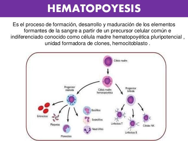 Que Es La Hematopoyesis