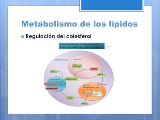 Metabolismo de los lípidos
 Regulación del colesterol
 