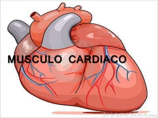 MUSCULO CARDIACO
 