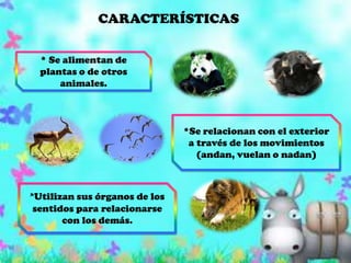 CARACTERÍSTICAS* Se alimentan de plantas o de otros animales.*Se relacionan con el exterior a través de los movimientos (andan, vuelan o nadan)*Utilizan sus órganos de los sentidos para relacionarse con los demás.