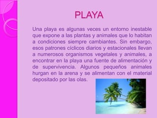 PLAYA
Una playa es algunas veces un entorno inestable
que expone a las plantas y animales que lo habitan
a condiciones siempre cambiantes. Sin embargo,
esos patrones cíclicos diarios y estacionales llevan
a numerosos organismos vegetales y animales, a
encontrar en la playa una fuente de alimentación y
de supervivencia. Algunos pequeños animales
hurgan en la arena y se alimentan con el material
depositado por las olas.
 