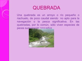QUEBRADA
Una quebrada es un arroyo o río pequeño o
riachuelo, de poco caudal siendo no apto para la
navegación o la pesca significativa. En las
quebradas, por lo común, sólo viven especies de
peces sumamente pequeños.
 