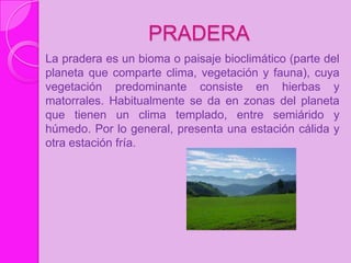 PRADERA
La pradera es un bioma o paisaje bioclimático (parte del
planeta que comparte clima, vegetación y fauna), cuya
veg...