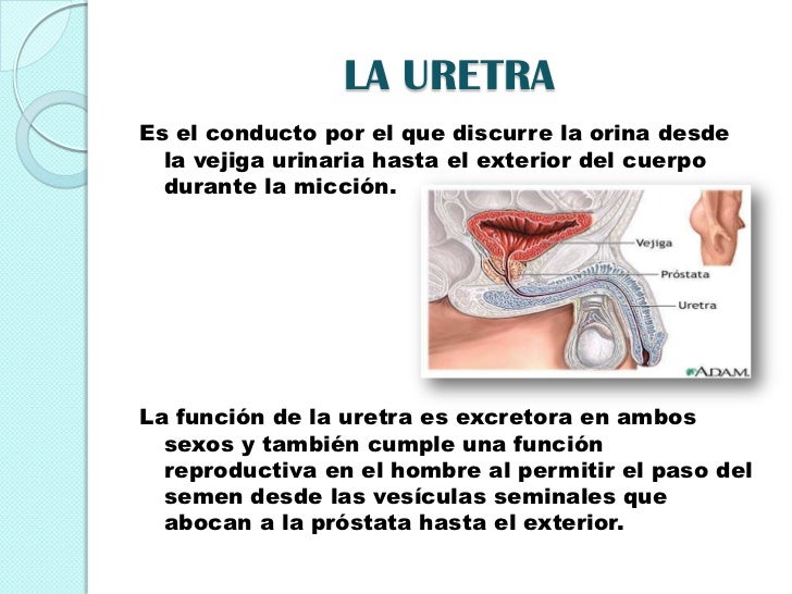 Diapositivas de informatica organos reproductores