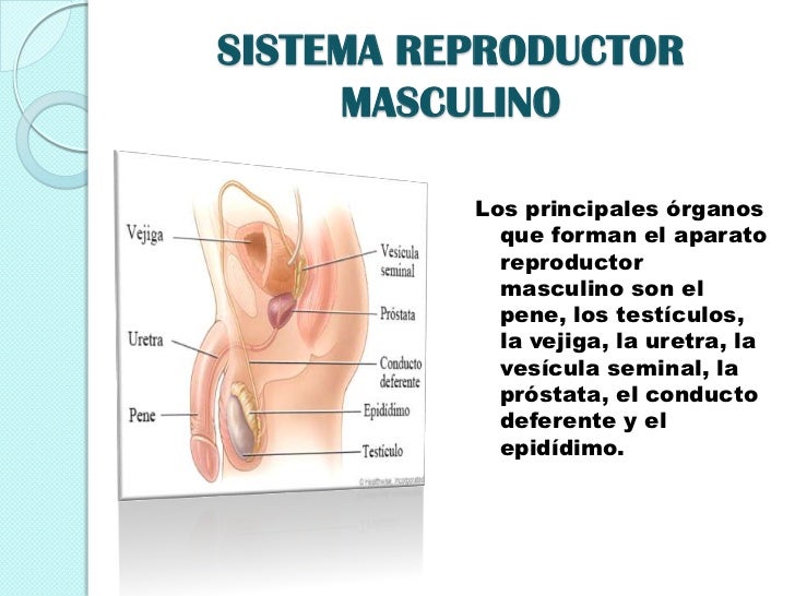 Como llevar a la muchacha hasta el orgasmo por el pequeño pene