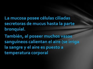 La mucosa posee células ciliadas
secretoras de mucus hasta la parte
bronquial.
También, al poseer muchos vasos
sanguíneos calientan el aire (se irriga
la sangre y el aire es puesto a
temperatura corporal
 