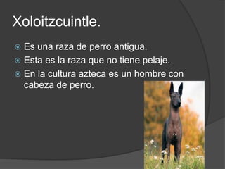 Xoloitzcuintle.
 Es una raza de perro antigua.
 Esta es la raza que no tiene pelaje.
 En la cultura azteca es un hombre con
cabeza de perro.
 