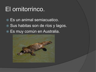 El ornitorrinco.
 Es un animal semiacuatico.
 Sus habitas son de ríos y lagos.
 Es muy común en Australia.
 