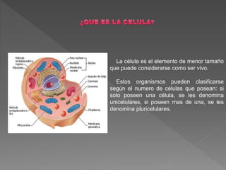 La célula es el elemento de menor tamaño
que puede considerarse como ser vivo.
Estos organismos pueden clasificarse
según el numero de células que posean: si
solo poseen una célula, se les denomina
unicelulares, si poseen mas de una, se les
denomina pluricelulares.
 