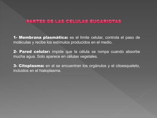 1- Membrana plasmática: es el limite celular, controla el paso de
moléculas y recibe los estímulos producidos en el medio.
2- Pared celular: impide que la célula se rompa cuando absorbe
mucha agua. Solo aparece en células vegetales.
3- Citoplasma: en el se encuentran los orgánulos y el citoesqueleto,
incluidos en el hialoplasma.
 