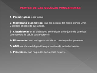 1- Pared rígida: le da forma.
2- Membrana plasmática: que les separa del medio donde viven
y controla el paso de sustancias.
3- Citoplasma: en el citoplasma se realizan el conjunto de químicas
que necesita la célula para sobrevivir.
4- Ribosomas: son los lugares donde se construyen las proteínas.
5- ADN: es el material genético que controla la actividad celular.
6- Plásmidos: son pequeñas secuencias de ADN.
 