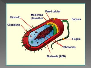 Diapositivas de la celula