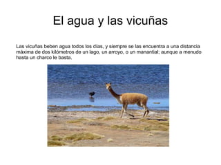 El agua y las vicuñas
Las vicuñas beben agua todos los días, y siempre se las encuentra a una distancia
máxima de dos kilómetros de un lago, un arroyo, o un manantial; aunque a menudo
hasta un charco le basta.
 