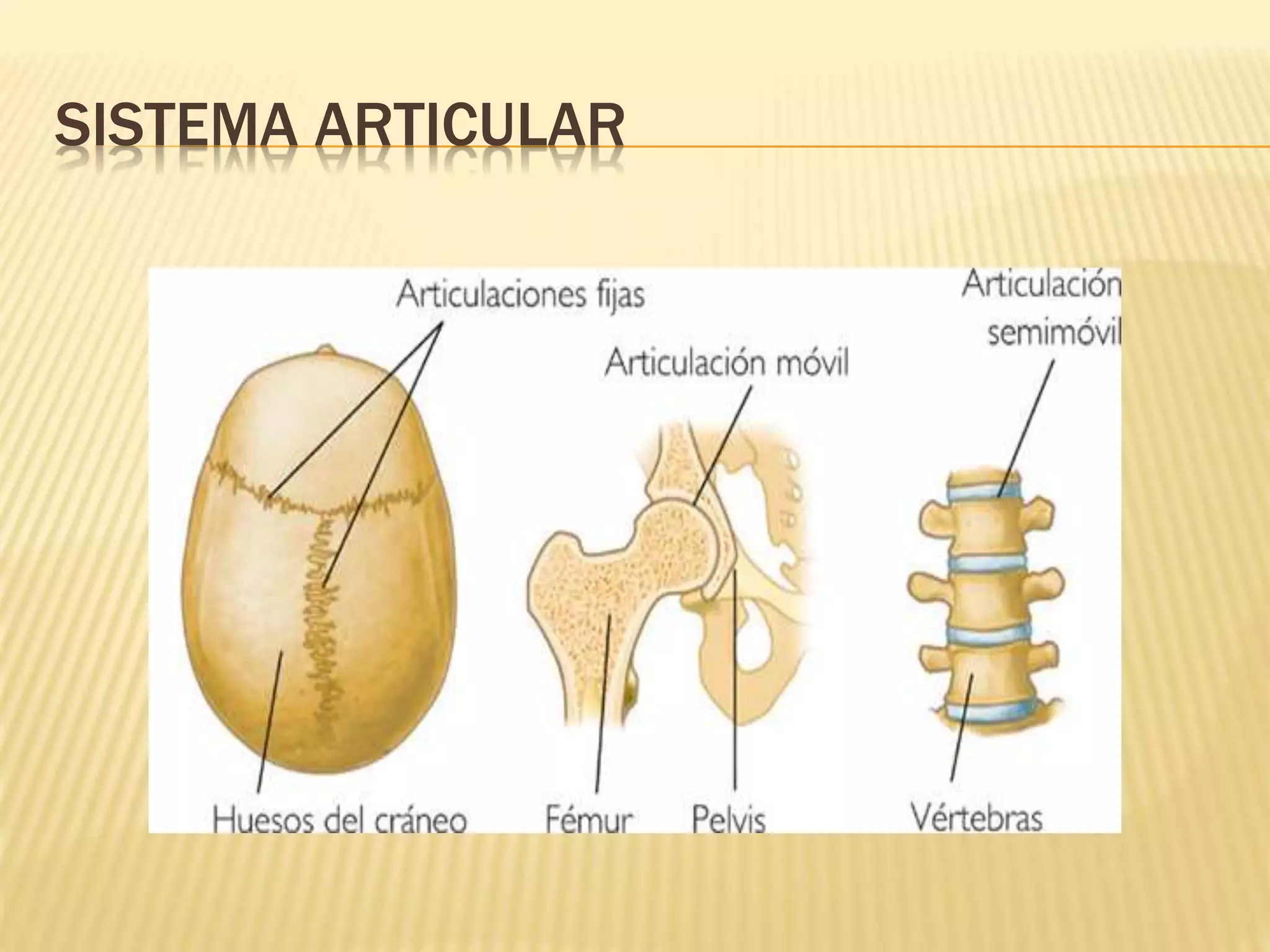 SISTEMA ARTICULAR