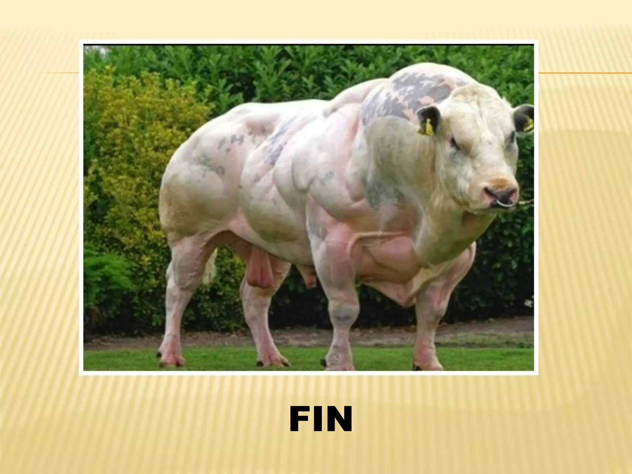 FIN