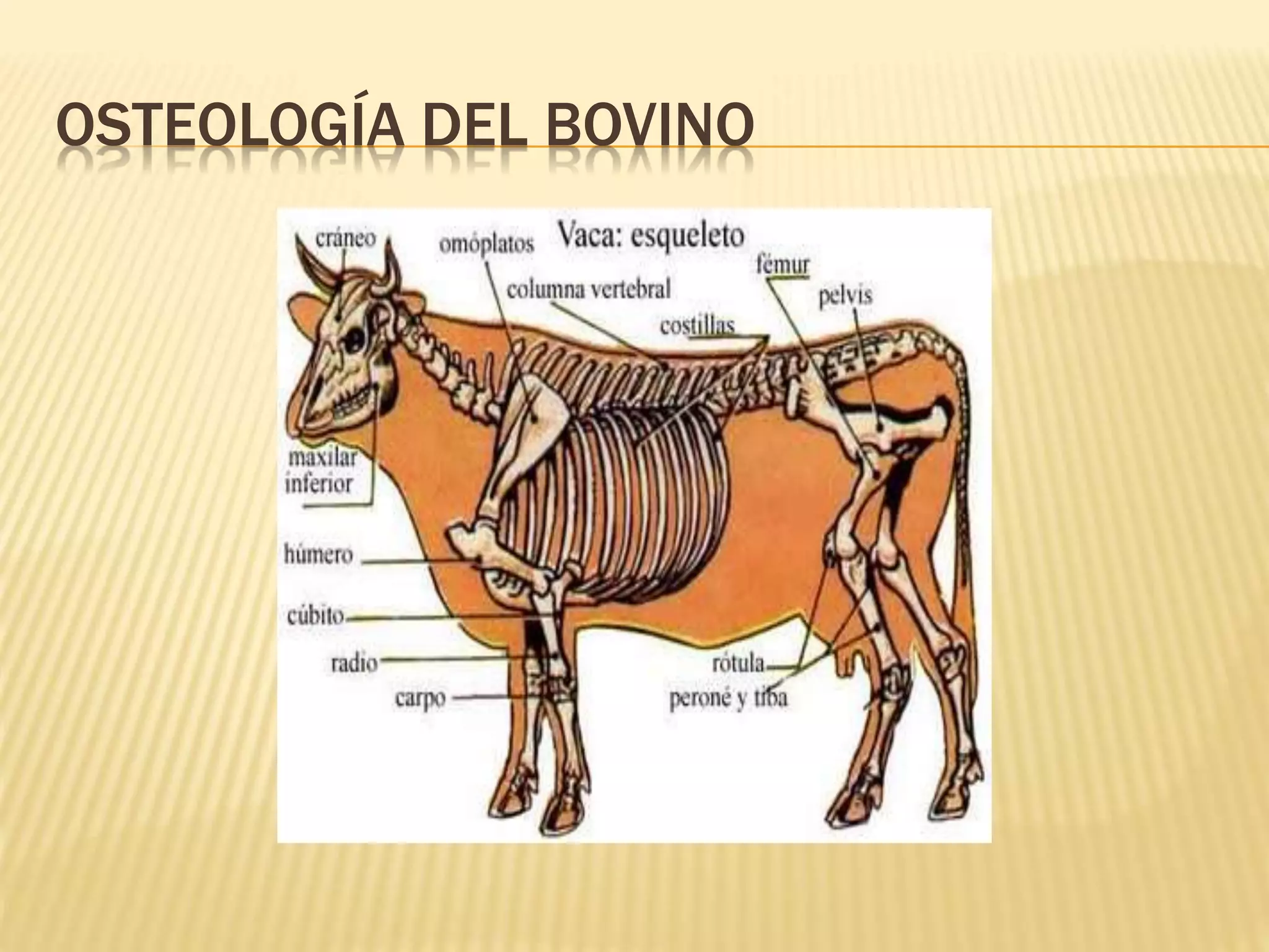 OSTEOLOGÍA DEL BOVINO