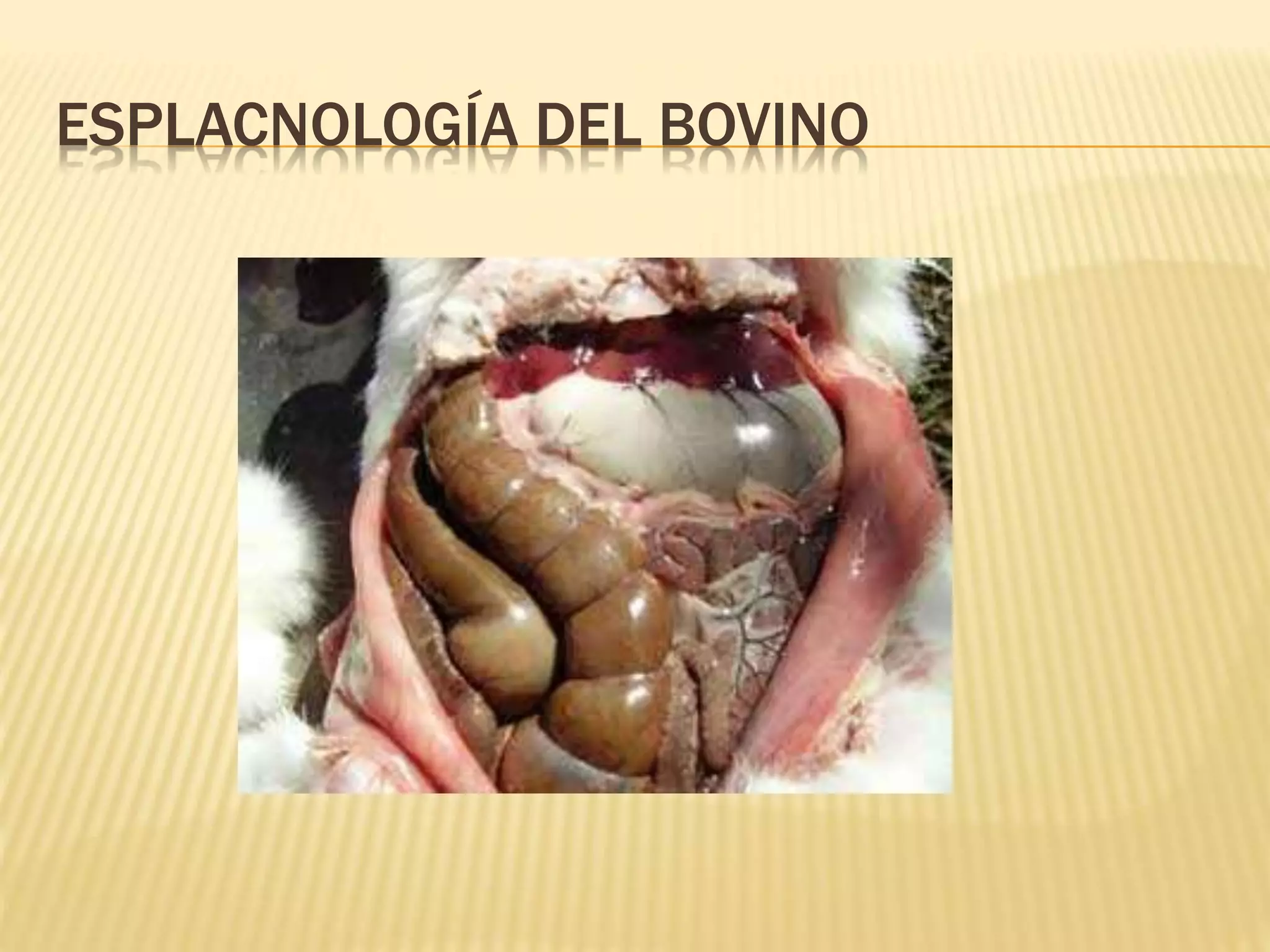 ESPLACNOLOGÍA DEL BOVINO