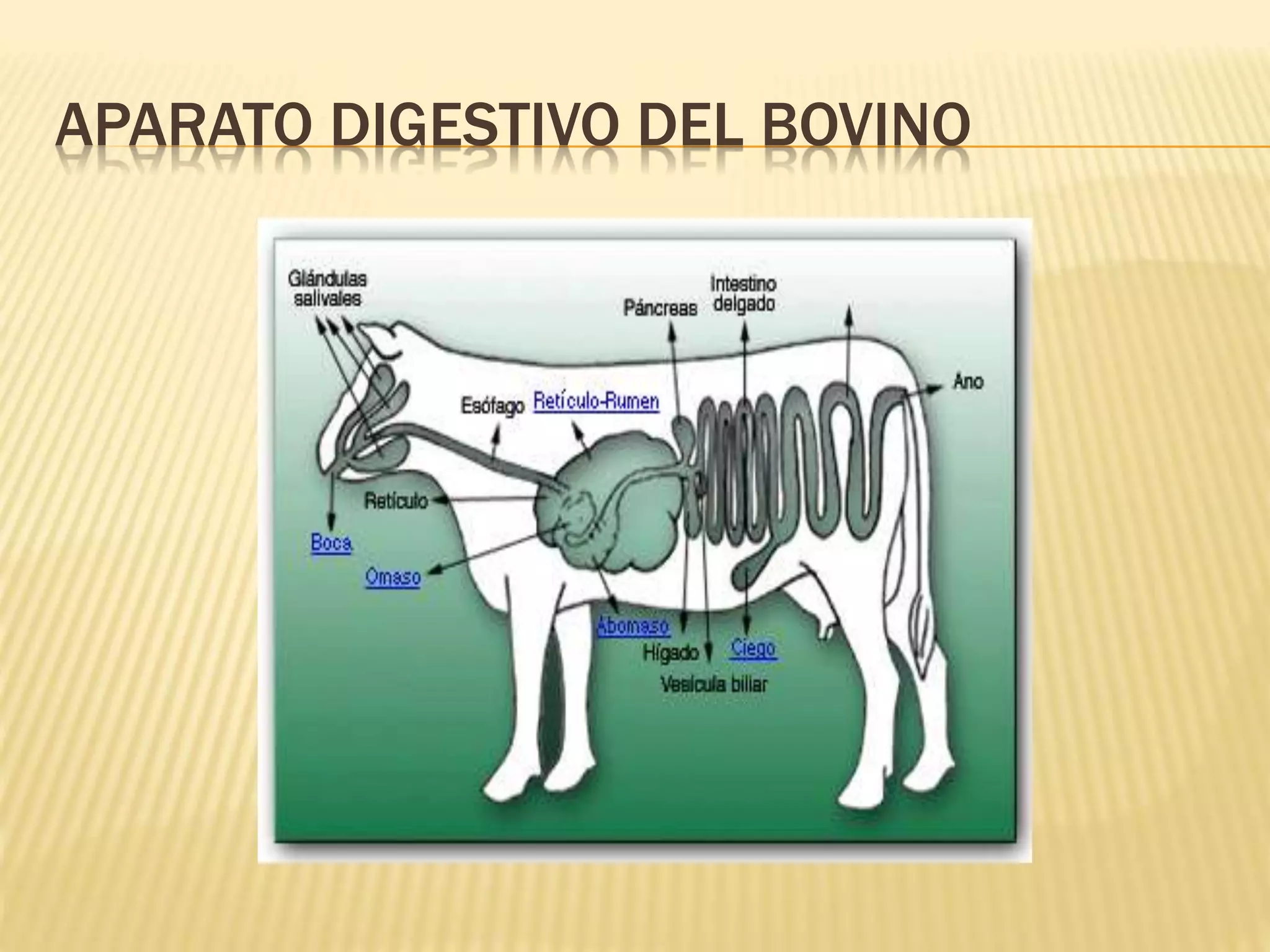 APARATO DIGESTIVO DEL BOVINO