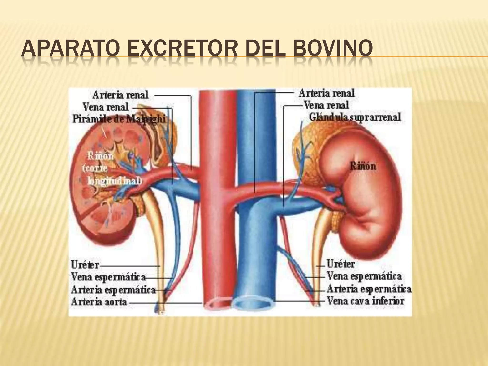 APARATO EXCRETOR DEL BOVINO