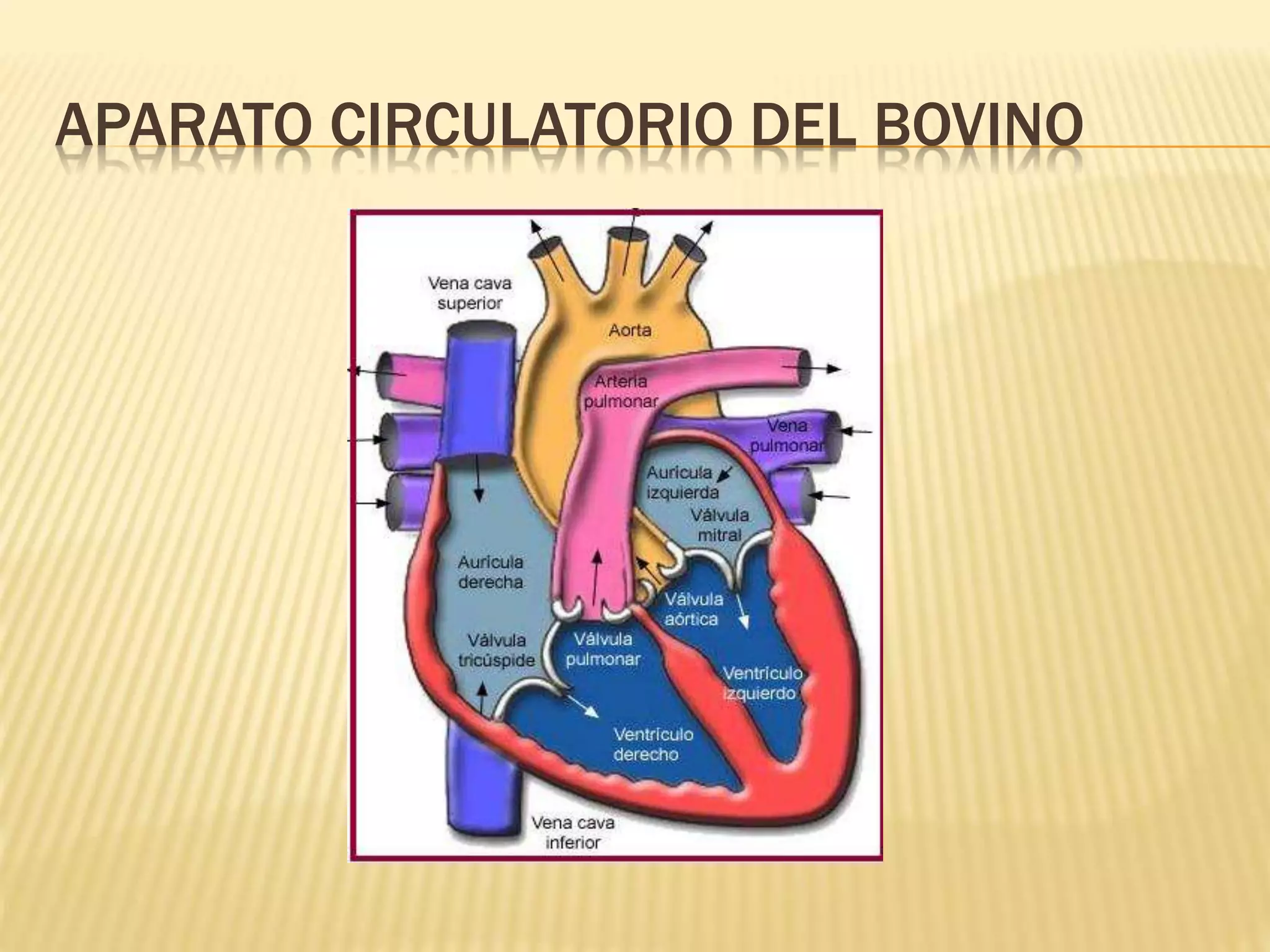 APARATO CIRCULATORIO DEL BOVINO