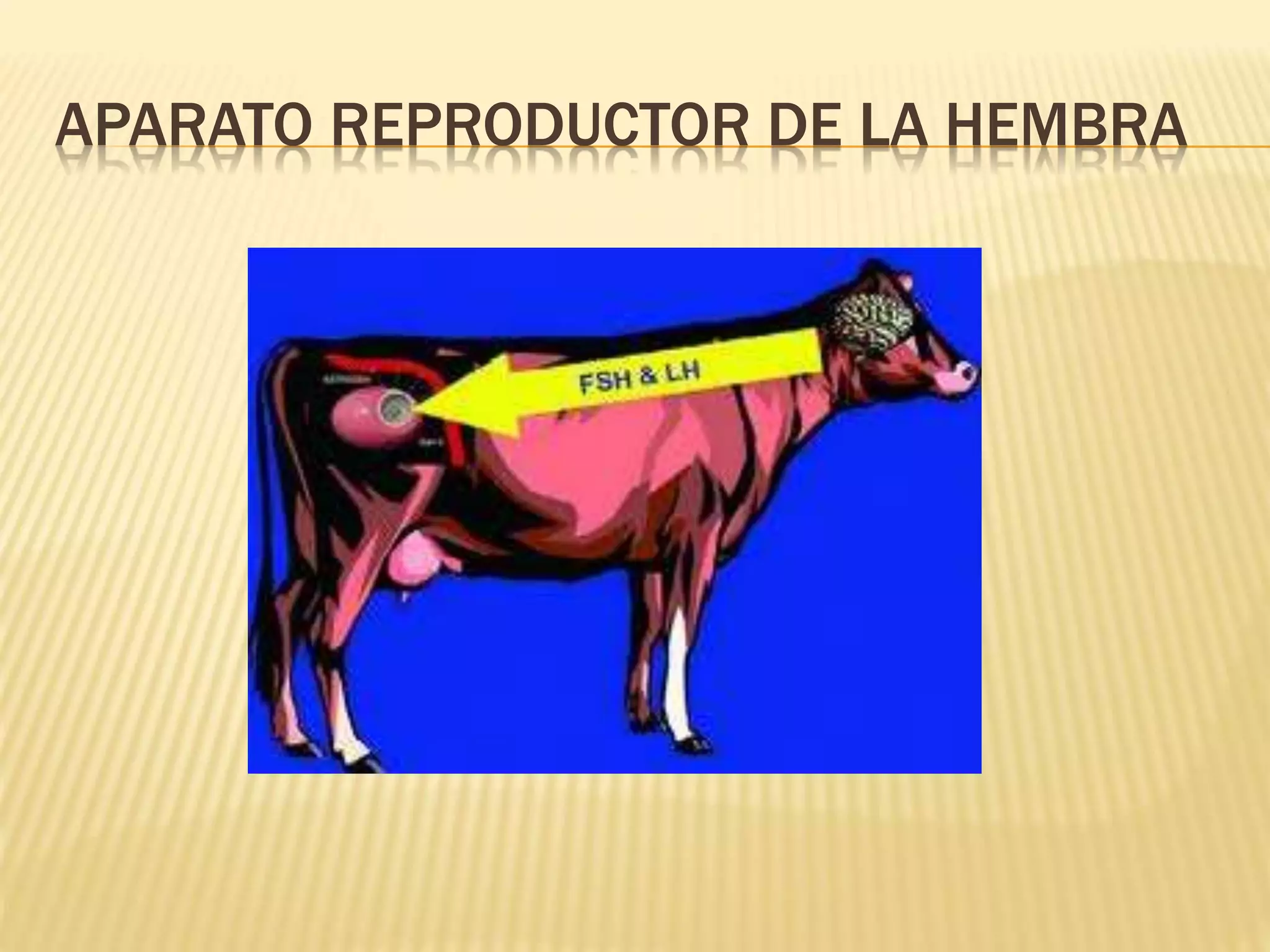 APARATO REPRODUCTOR DE LA HEMBRA