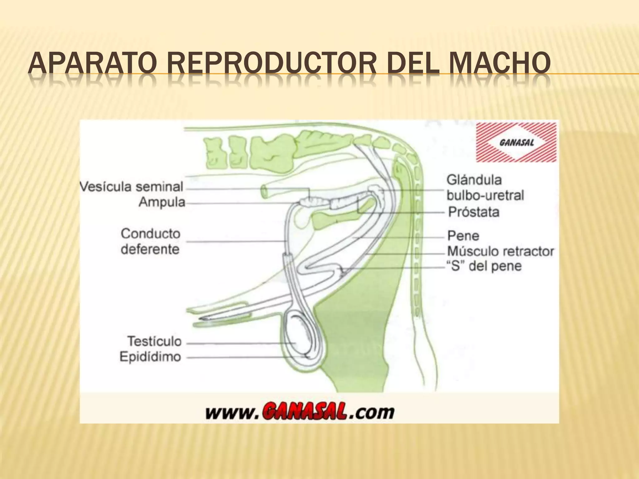 APARATO REPRODUCTOR DEL MACHO