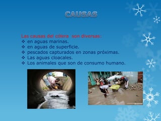 Las causas del cólera son diversas:
 en aguas marinas.
 en aguas de superficie.
 pescados capturados en zonas próximas.
 Las aguas cloacales.
 Los animales que son de consumo humano.

 