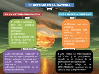 EL REFLEJO EN LA MATERIA
                                       es

EN LA MATERIA INORGÁNICA                     EN LA MATERIA ORGÁNICA
                       es                                  es

     & Inerte o abiótica y
     son los cuerpos                              & Materia con vida
     materiales,                                  o biótica.
     partículas                                   & Su estructura está
                                                  definida    por    el
     subatómicas.
                                                  carbono.
     & Es estudiada por
                                                  & Su composición es
     la física, química y
                                                  celular en animales y
     físico- química.                             vegetales.

                    características             características


&Son mecánicos, obedecen a                  & Este reflejo es manifestación
sus propias leyes y propiedades:            del núcleo y el protoplasma,
físicas, químicas, eléctricas, etc.         basado en el proceso de la
& Son      ciegos,   no     poseen          asimilación y desasimilación.
conciencia.                                 & La función refleja es la
& Existen independiente de la               IRRITABILIDAD, reacción de la
conciencia humana.                          célula a todo cuerpo extraño
 