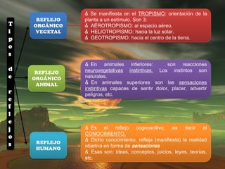 & Se manifiesta en el TROPISMO: orientación de la
     REFLEJO   planta a un estímulo. Son 3:
T   ORGÁNICO   & AÉROTROPISMO: al espacio aéreo.
i   VEGETAL    & HELIOTROPISMO: hacia la luz solar.
p              & GEOTROPISMO: hacia el centro de la tierra.
o
s
               & En animales inferiores:          son reacciones
d              neurovegetativas instintivas. Los instintos son
     REFLEJO
e   ORGÁNICO   naturales.
     ANIMAL    & En animales superiores son las sensaciones
               instintivas capaces de sentir dolor, placer, advertir
r              peligros, etc.
e
f
l
e
j              & Es el reflejo cognoscitivo; es decir el
               CONOCIMIENTO.
o              & Dicho conocimiento, refleja (manifiesta) la realidad
s    REFLEJO
               objetiva en forma de sensaciones
     HUMANO
               & Esas son: ideas, conceptos, juicios, leyes, teorías,
               etc.
 
