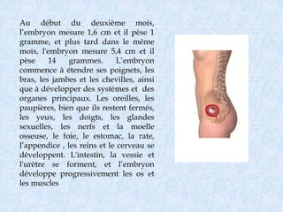 Au début du deuxième mois,
l’embryon mesure 1,6 cm et il pèse 1
gramme, et plus tard dans le même
mois, l'embryon mesure 5,4 cm et il
pèse     14    grammes.       L’embryon
commence à étendre ses poignets, les
bras, les jambes et les chevilles, ainsi
que à développer des systèmes et des
organes principaux. Les oreilles, les
paupières, bien que ils restent fermés,
les yeux, les doigts, les glandes
sexuelles, les nerfs et la moelle
osseuse, le foie, le estomac, la rate,
l’appendice , les reins et le cerveau se
développent. L'intestin, la vessie et
l'urètre se forment, et l’embryon
développe progressivement les os et
les muscles
 