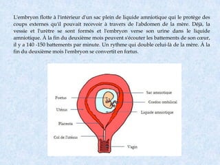L'embryon flotte à l'intérieur d'un sac plein de liquide amniotique qui le protège des
coups externes qu'il pouvait recevoir à travers de l'abdomen de la mère. Déjà, la
vessie et l'urètre se sont formés et l'embryon verse son urine dans le liquide
amniotique. À la fin du deuxième mois peuvent s'écouter les battements de son cœur,
il y a 140 -150 battements par minute. Un rythme qui double celui-là de la mère. À la
fin du deuxième mois l'embryon se convertit en fœtus.
 