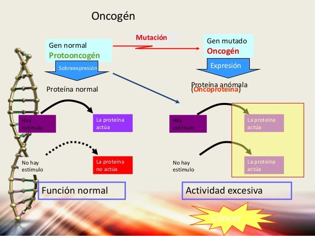 Diapositivas del grupo #1 genética del cáncer, oncogenes, genes supre…