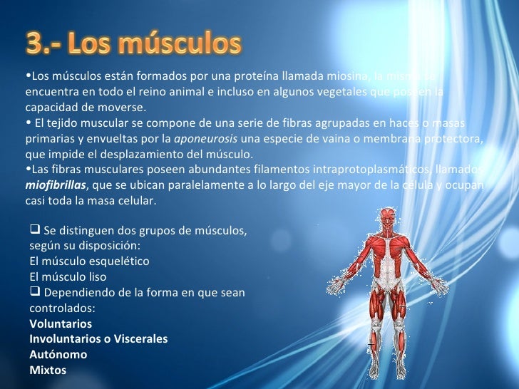 Diapositivas Del Musculo Terminadas