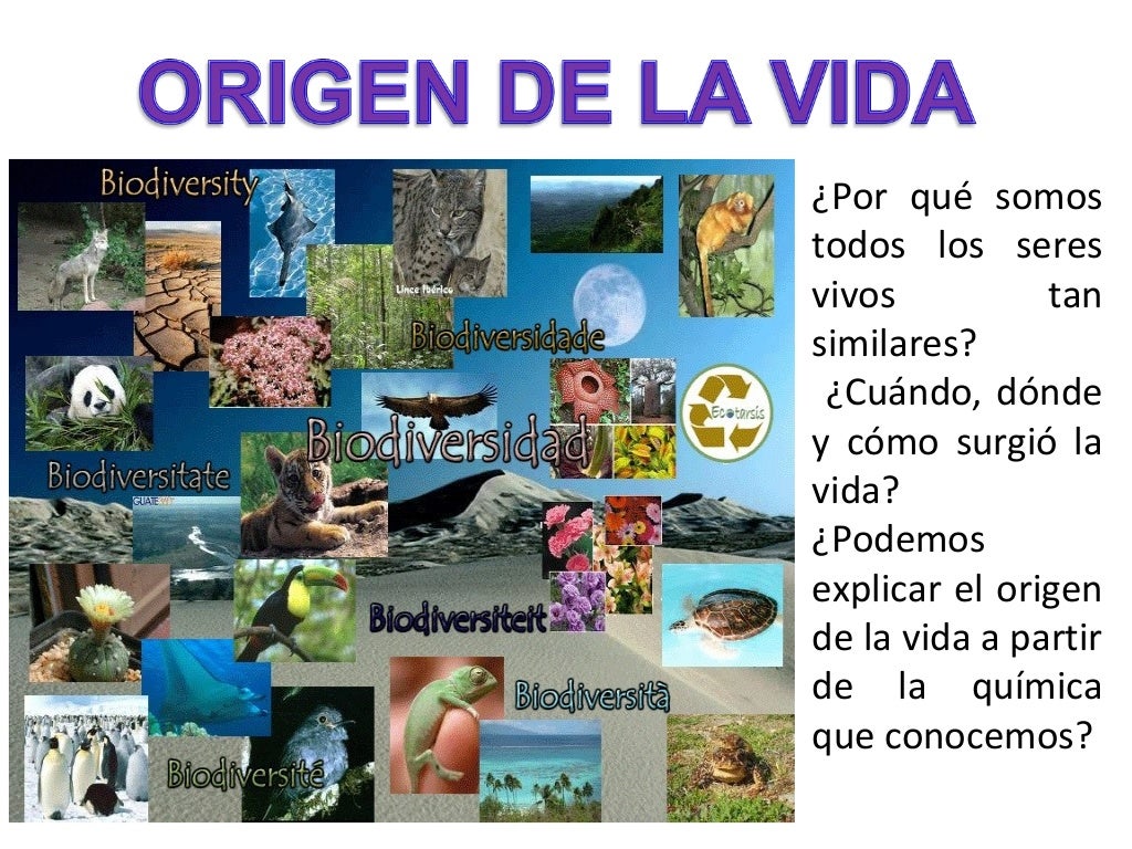 Descubre Todo Sobre Las Teorias Del Origen De La Vida En La Tierra