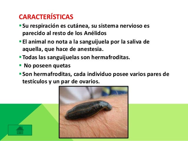 Diapositivas de los anelidos para exposicion de cta