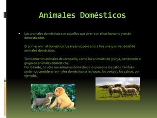Animales DomésticosLos animales domésticos son aquellos que viven con el ser humano y están domesticados.El primer animal doméstico fue el perro, pero ahora hay una gran variedad de animales domésticos.Tanto muchos animales de compañía, como los animales de granja, pertenecen al grupo de animales domésticos. Por lo tanto, no sólo son animales domésticos los perros o los gatos, también podemos considerar animales domésticos a las vacas, las ovejas o las cabras, por ejemplo. 