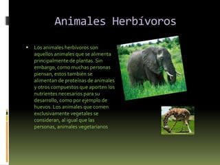 Animales HerbívorosLos animales herbívoros son aquellos animales que se alimenta principalmente de plantas. Sin embargo, como muchas personas piensan, estos también se alimentan de proteínas de animales y otros compuestos que aporten los nutrientes necesarios para su desarrollo, como por ejemplo de huevos. Los animales que comen exclusivamente vegetales se consideran, al igual que las personas, animales vegetarianos