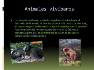 Animales vivíparosLos animales vivíparos, son todos aquellos animales donde el desarrollo embrionario de las crías se desarrolla dentro de la madre, en la gran mayoría de las veces, un lugar llamado placenta, donde el feto tiene todos los nutrientes para desarrollar su órganos y estructuras para que, en el momento de nacer, se encuentre completamente desarrollado.